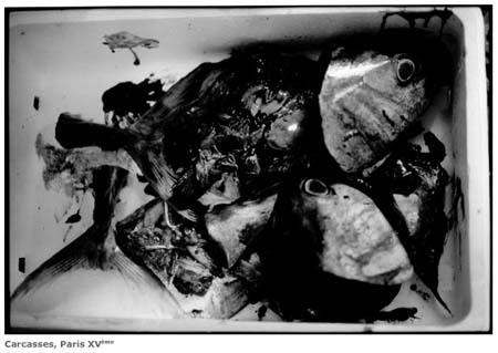 poisson